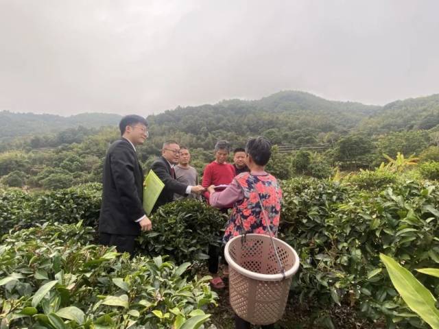 文祠法庭利用春茶采摘期間到茶園普法 文祠法庭利用春茶采摘期間到茶園普法
